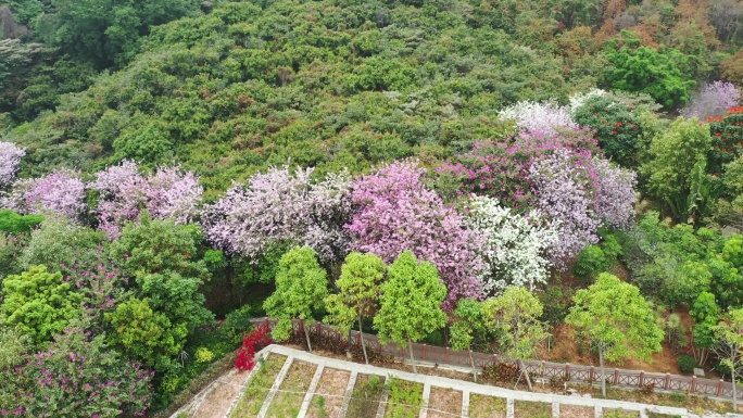 深圳赤湾樱花园