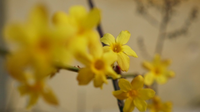 黄色迎春花在风中摇曳飘荡