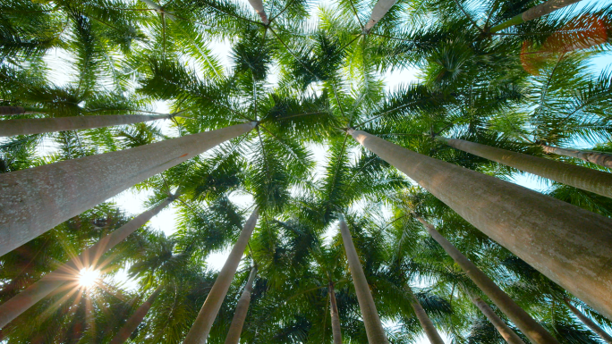阳光棕榈树林椰子树热带雨林仰拍
