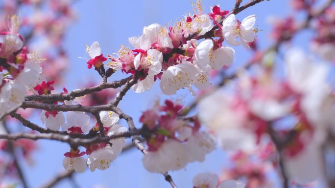 4K杏花盛开春季花海