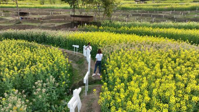 重庆五彩油菜花海