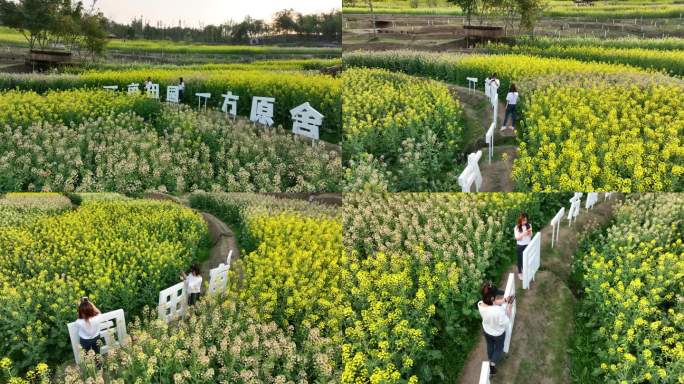 重庆五彩油菜花海