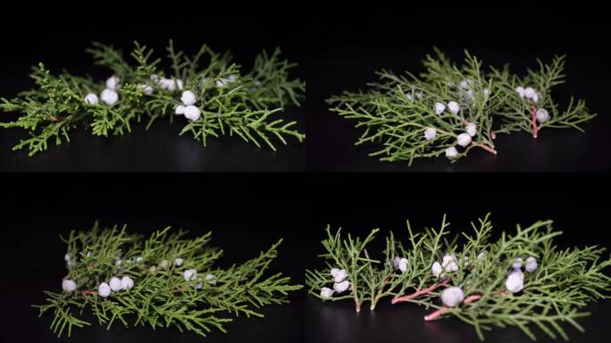 镜头合集微距植物标本松针松柏侧柏树果2