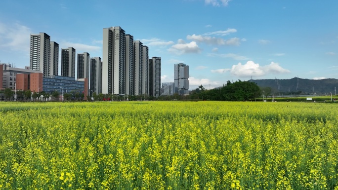 深圳光明区油菜花航拍