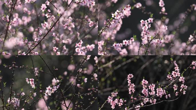 花开花桃花朵花春天花开花桃园蜜蜂7镜头