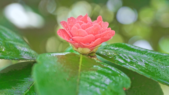 雨后山茶花