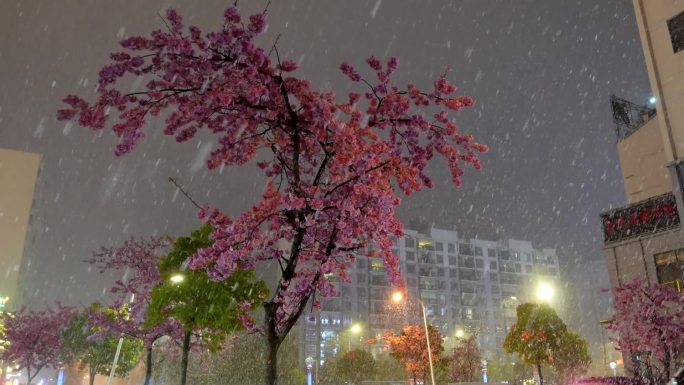 路灯樱花雪景