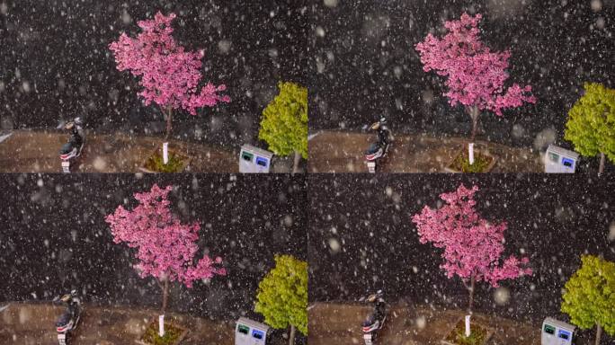 樱花雪