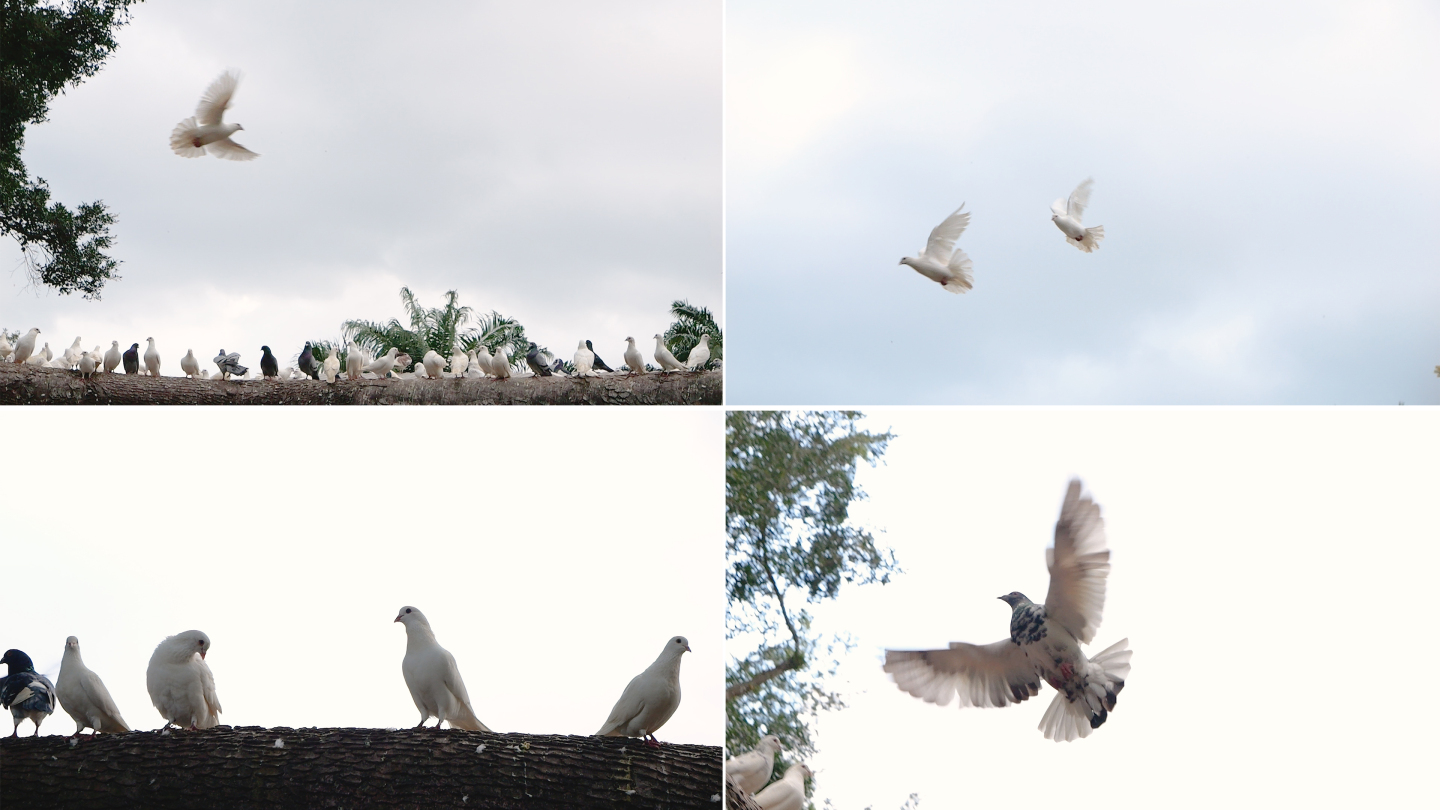 屋顶上的一排鸽子展翅飞翔起飞降落慢动作