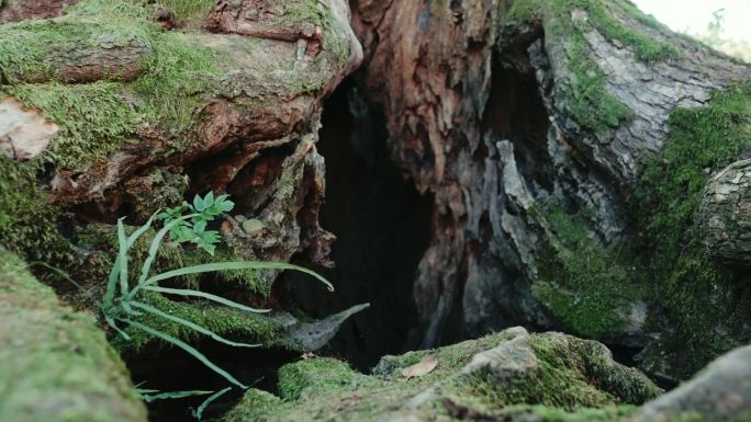 祈福古树的树洞和苔藓