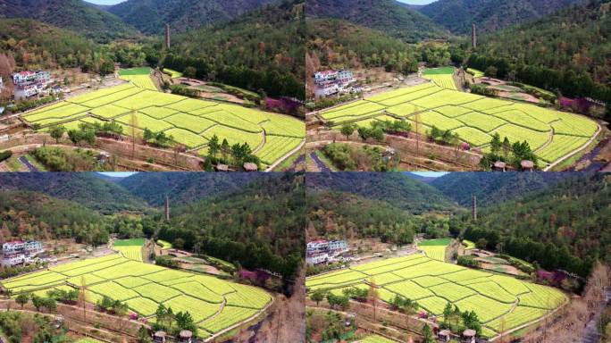 浙江天台的国清寺油菜花田