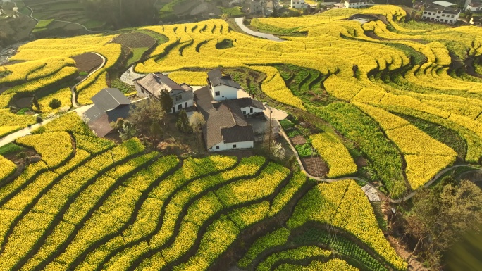 凤堰梯田油菜花