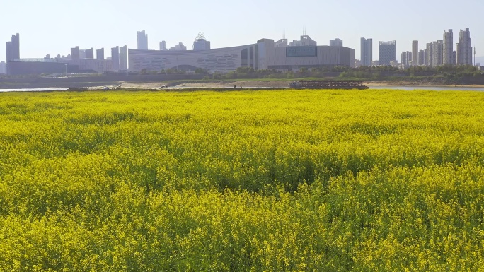 扬子洲油菜花7