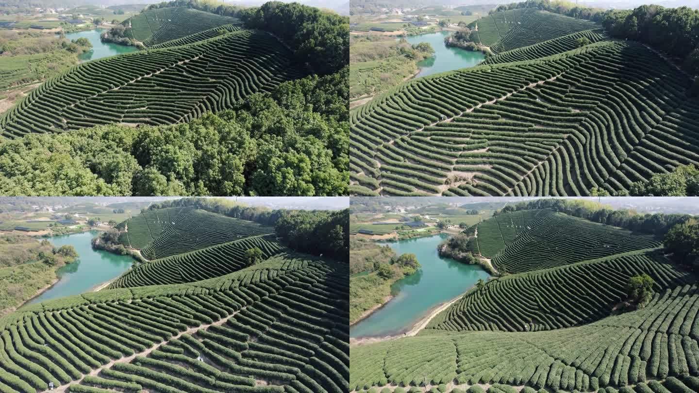 杭州龙坞茶园 光明寺水库 茶山