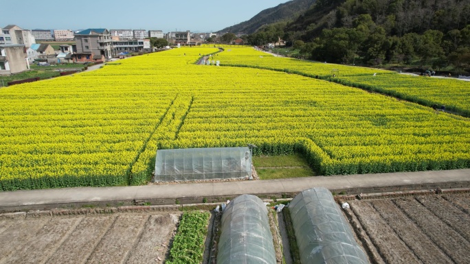 温岭石桥头油菜花视频素材DJI_0467