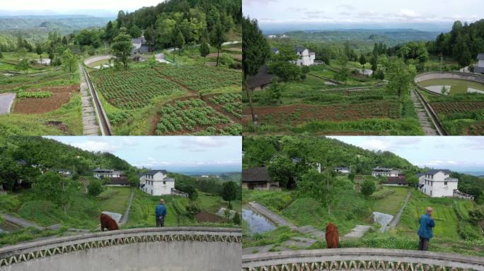 山村放牛老人回家