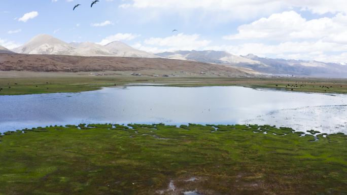 草原保护草原 西藏牦牛草原 黑牦牛