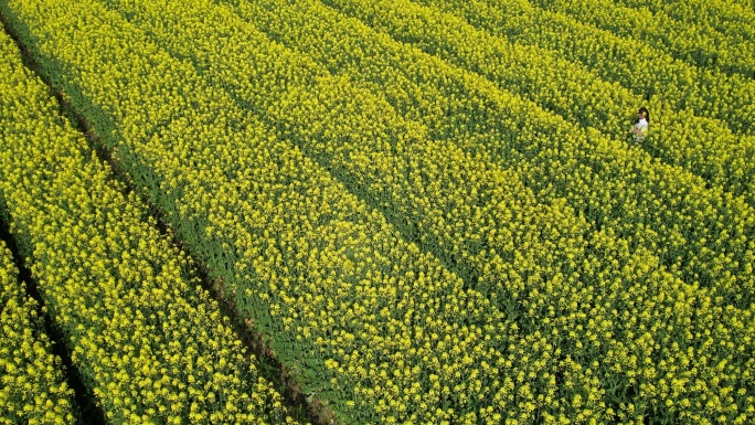 温岭石桥头油菜花视频素材DJI_0515