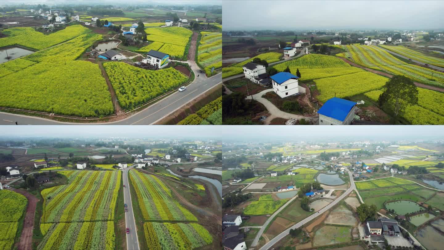 田园风光彩色油菜花