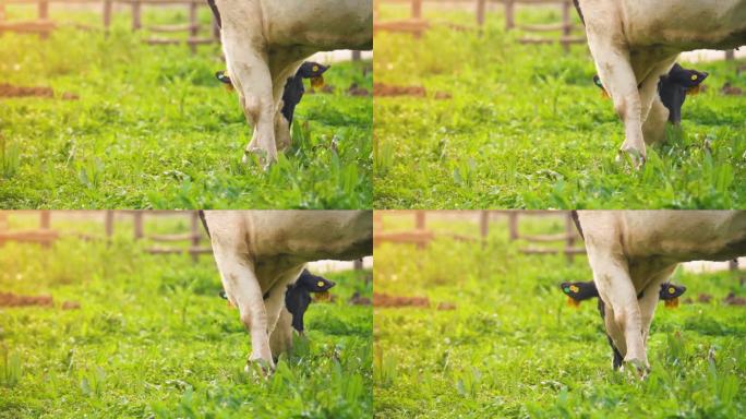 草地上阳光下的牧场奶牛吃草