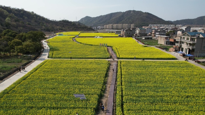 温岭石桥头油菜花视频素材DJI_0486