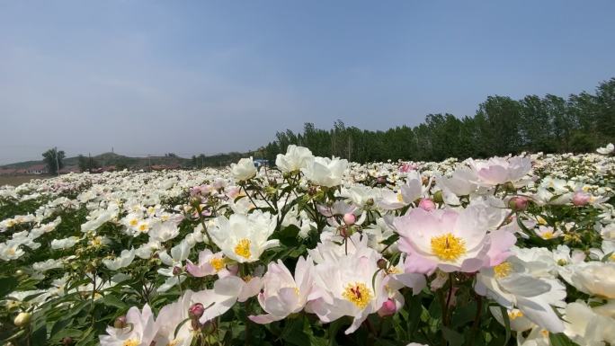 原创芍药种植基地