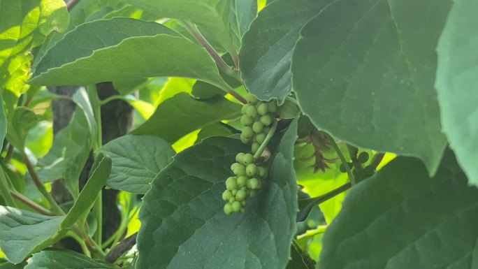 原创五味子中药种植基地