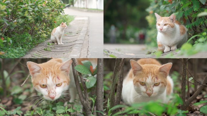 流浪猫橘猫