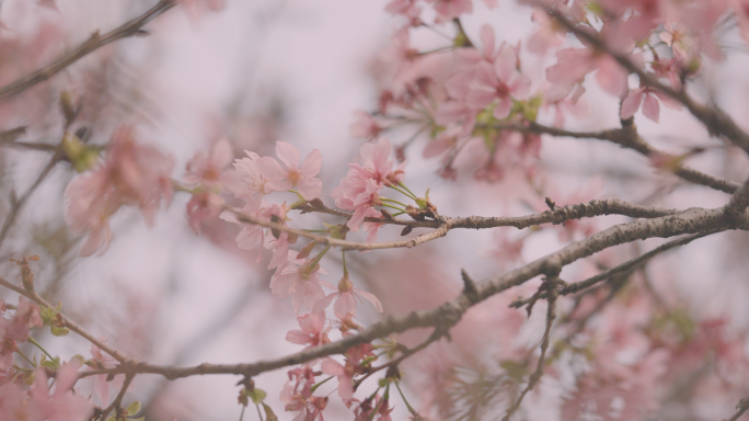 樱花素材集 4K50帧