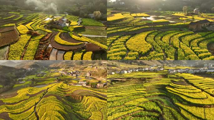 凤堰梯田油菜花