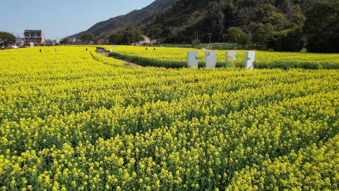 温岭石桥头油菜花视频素材DJI_0461