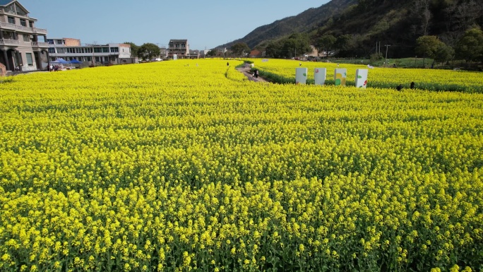 温岭石桥头油菜花视频素材DJI_0463