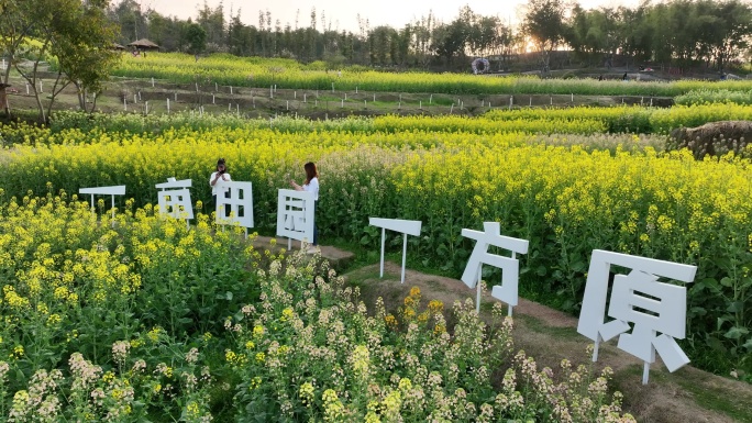 重庆五彩油菜花海