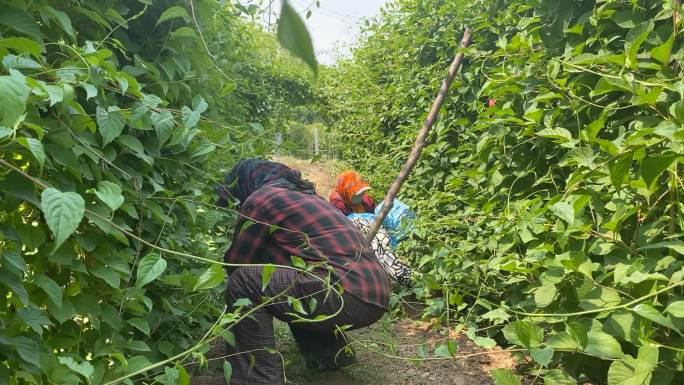 原创五味子中药种植基地