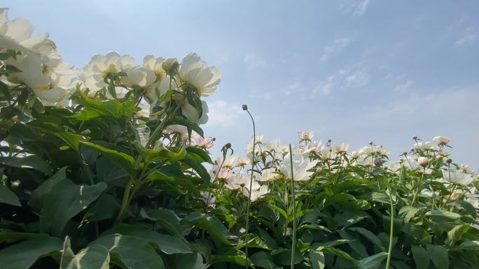 原创芍药种植基地