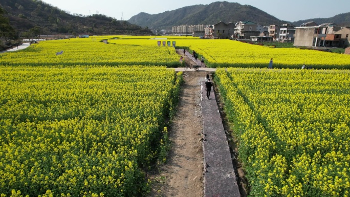 温岭石桥头油菜花视频素材DJI_0490