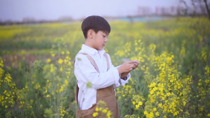 油菜花 男童 男童记录