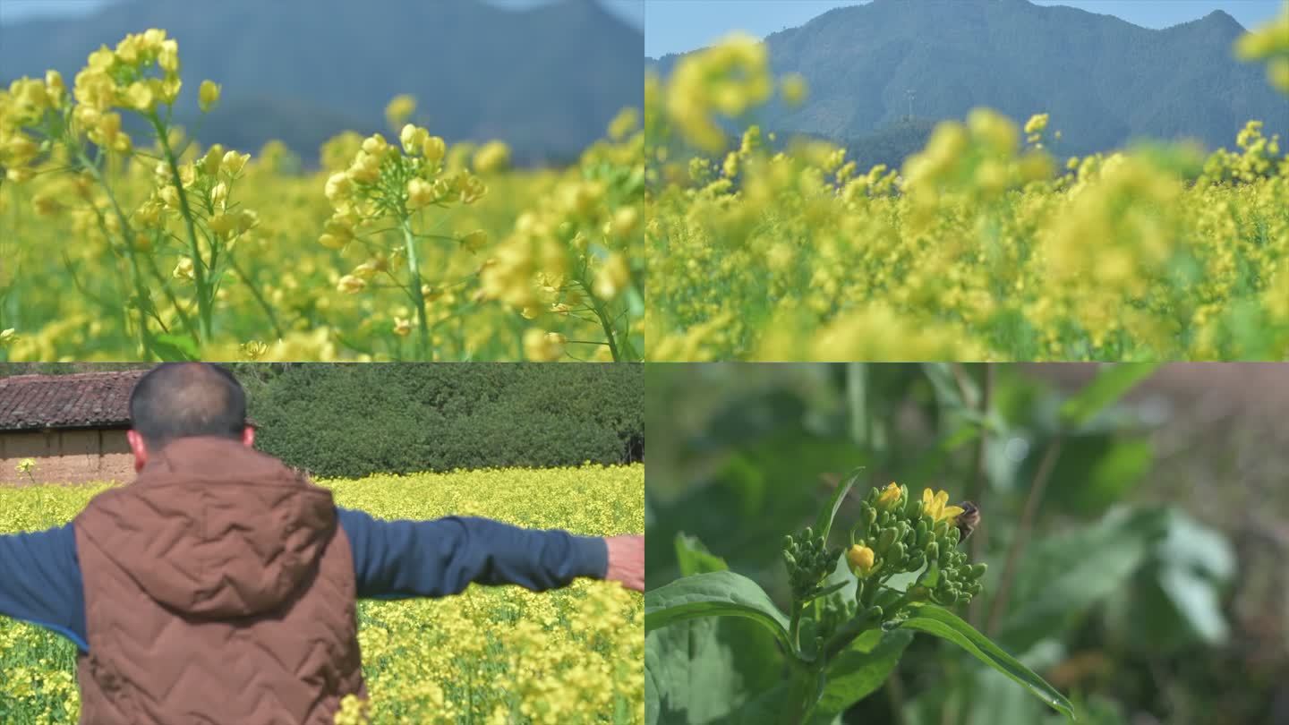 走在油菜花田