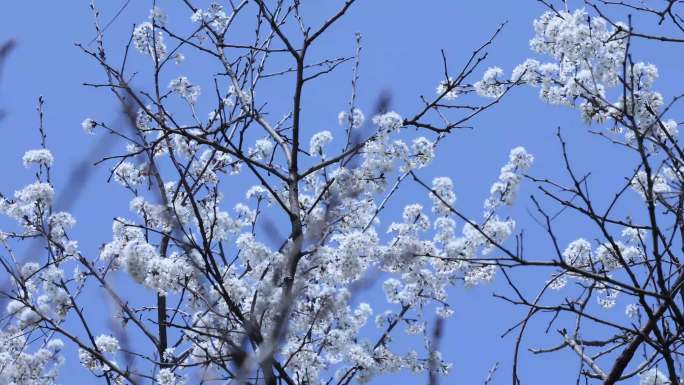 黑布林李子花白色的花