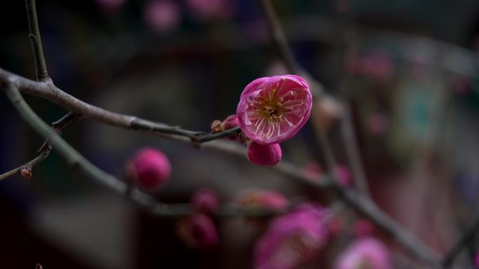 古建筑下的桃花盛开