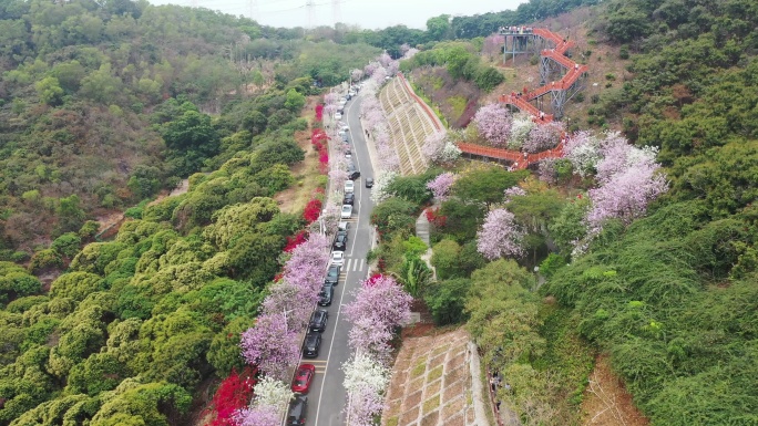 深圳市城市公园赏花