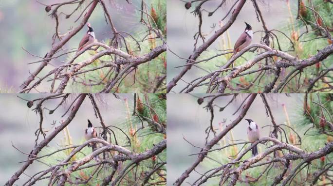4K 小鸟 红耳鹎鸟类 站在树枝上 升格