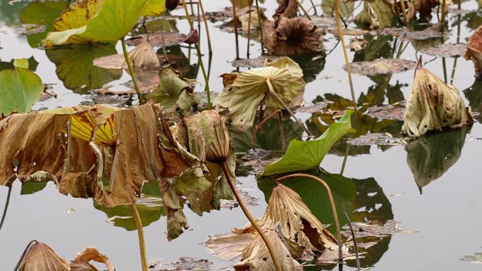 镜头合集北海公园荷花池干枯的荷叶秋季枯3