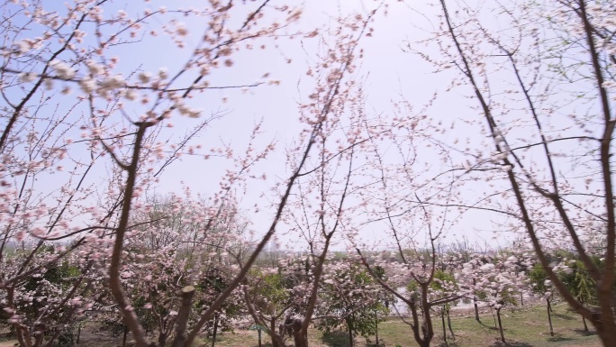 春天公园里盛开的杏花