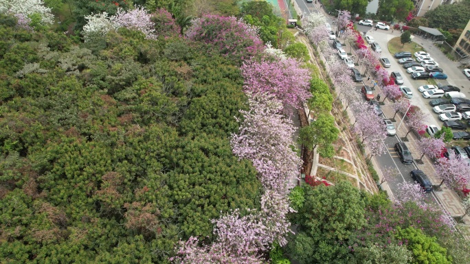 紫荆花