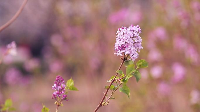 【4K原创】丁香花