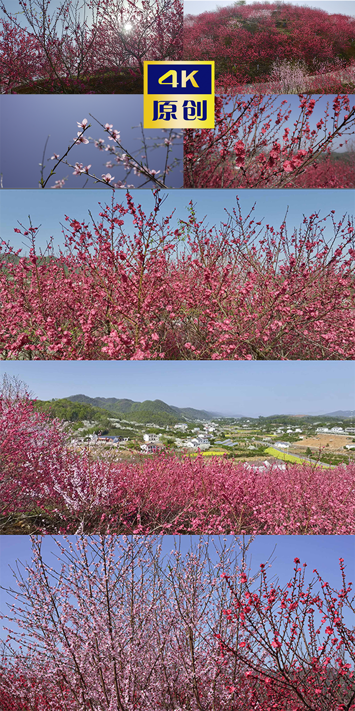 十里桃花红