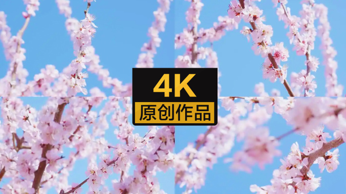 【4K】春天盛开的桃花樱花