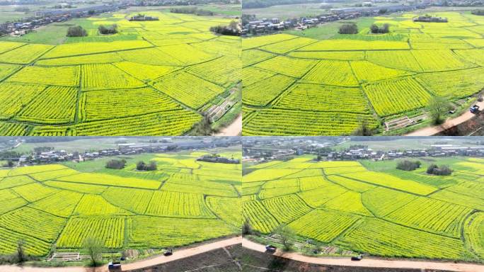 4K春天乡村油菜花花海河流航拍