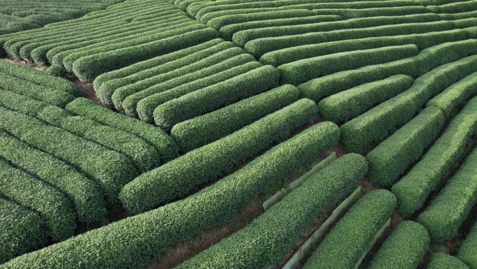 茶园 茶山 杭州龙井茶